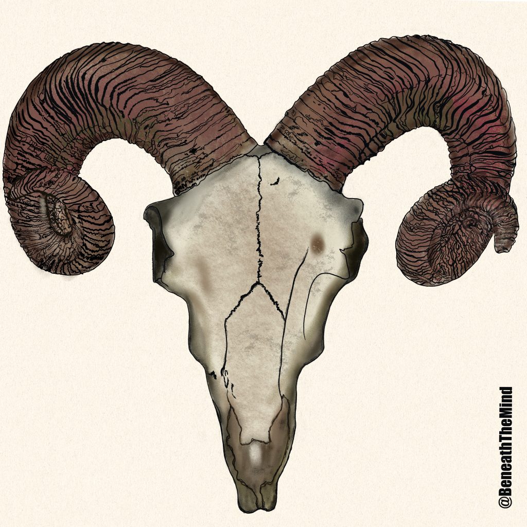 Ram_Skull_Sticker